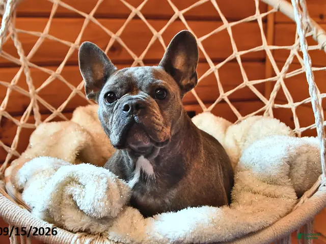 French Bulldog dogs for sale: Lollie - Ad 2