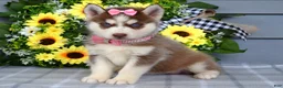 Siberian Husky dogs for sale: Haddie - Ad 5