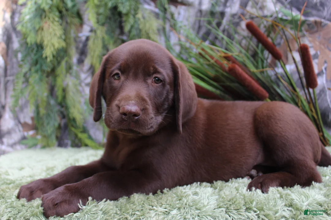 Labrador Retriever dogs for sale: Willy - Ad 1