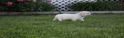 Golden Retriever dogs for sale: Yeti - Ad 7