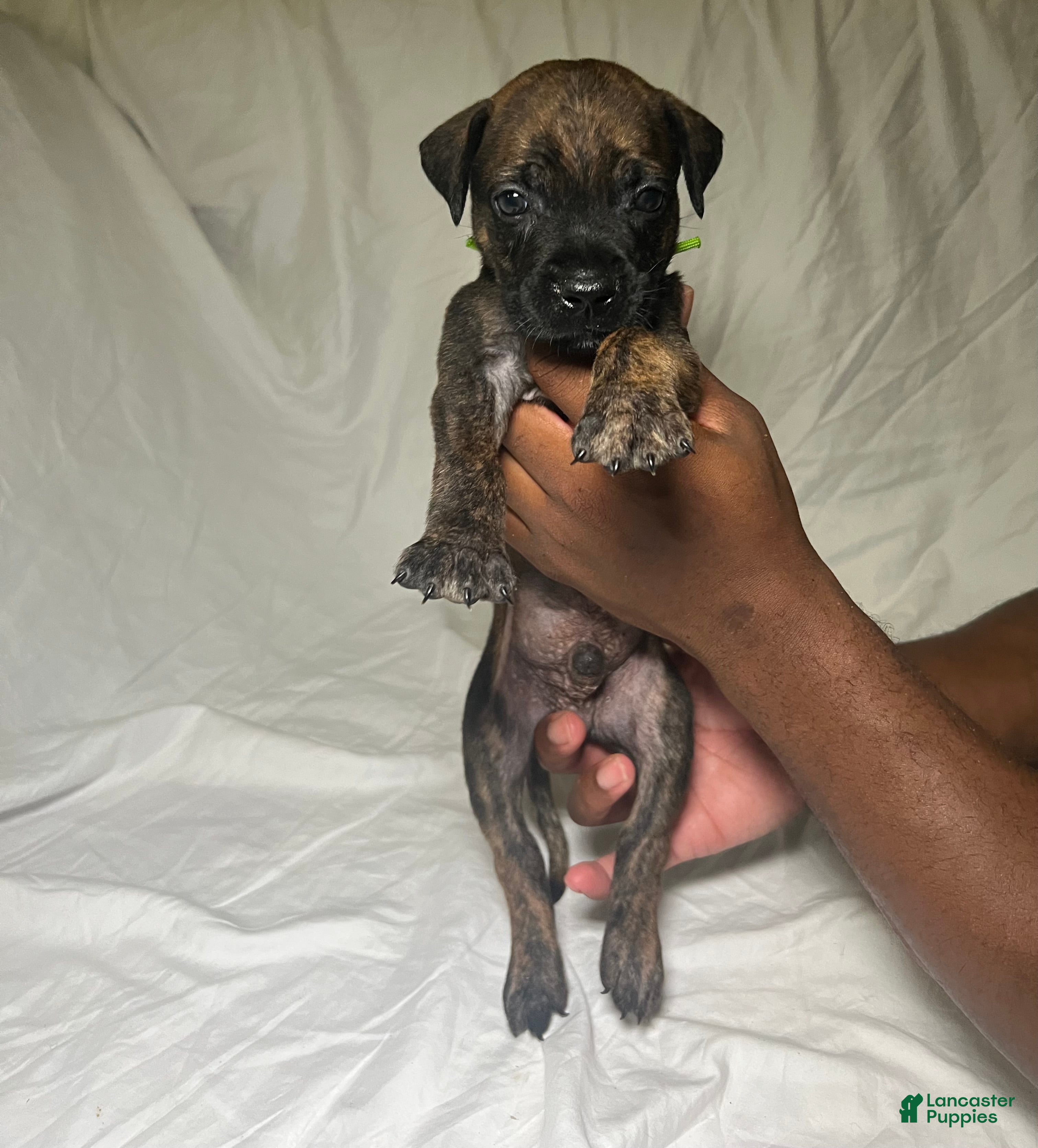 Presa Canario dogs Presa Canario 10 - Ad 23