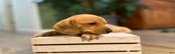 Miniature Dachshund dogs for sale: Shorty - Ad 2