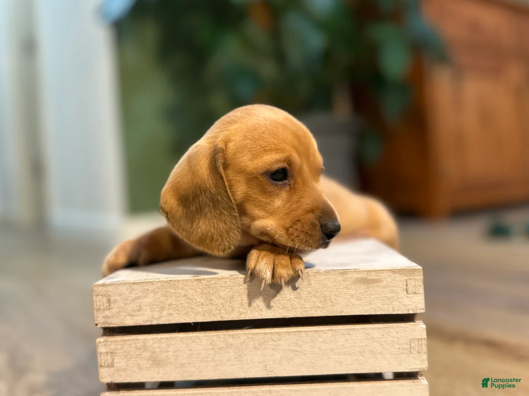 Miniature Dachshund dogs for sale: Shorty - Ad 2