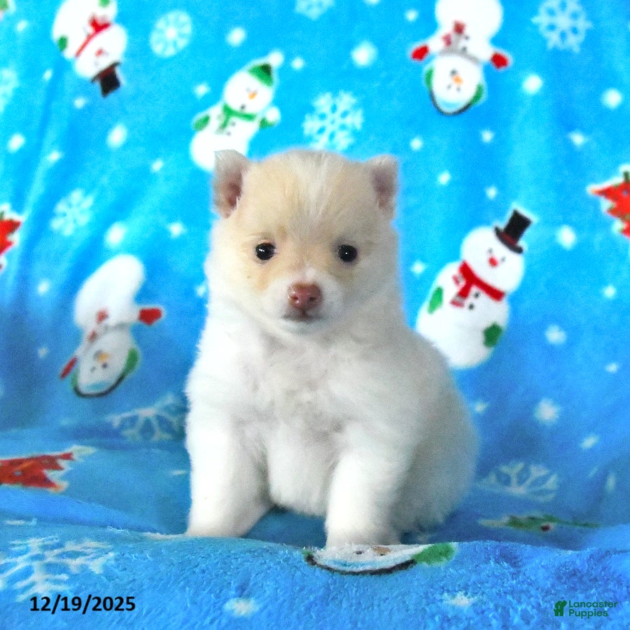 Pomeranian dogs Peaches - Ad 5