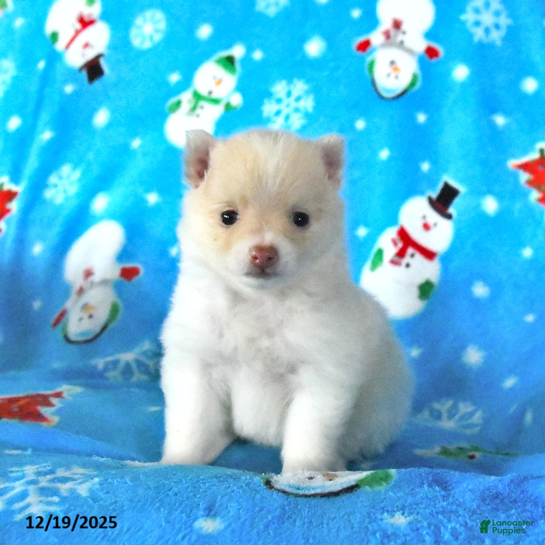 Pomeranian dogs for sale: Peaches - Ad 1