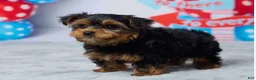 Yorkshire Terrier dogs for sale: Neo - Ad 4