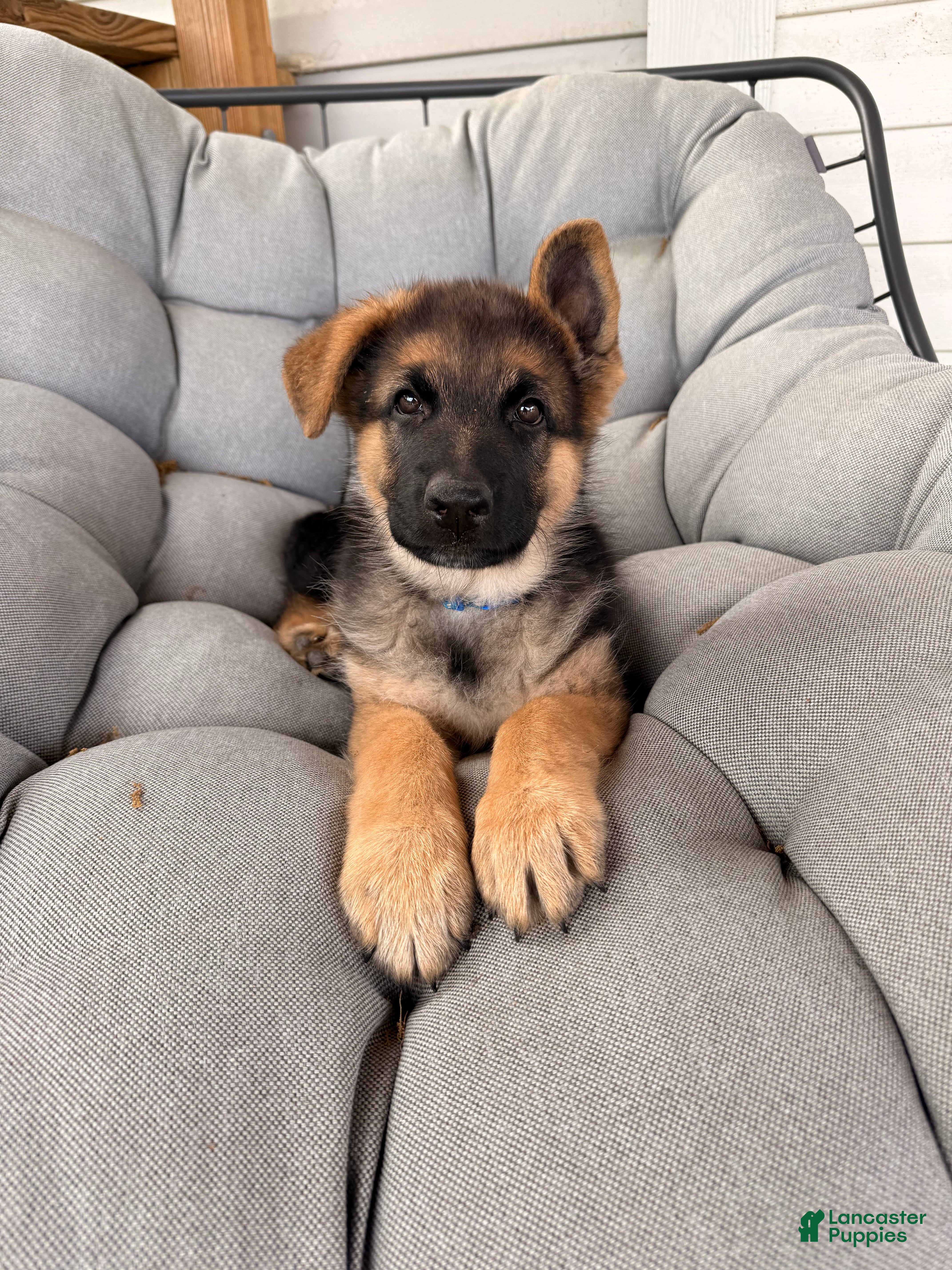 German Shepherd dogs Harley - Ad 29