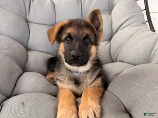 German Shepherd dogs Harley - Ad 29