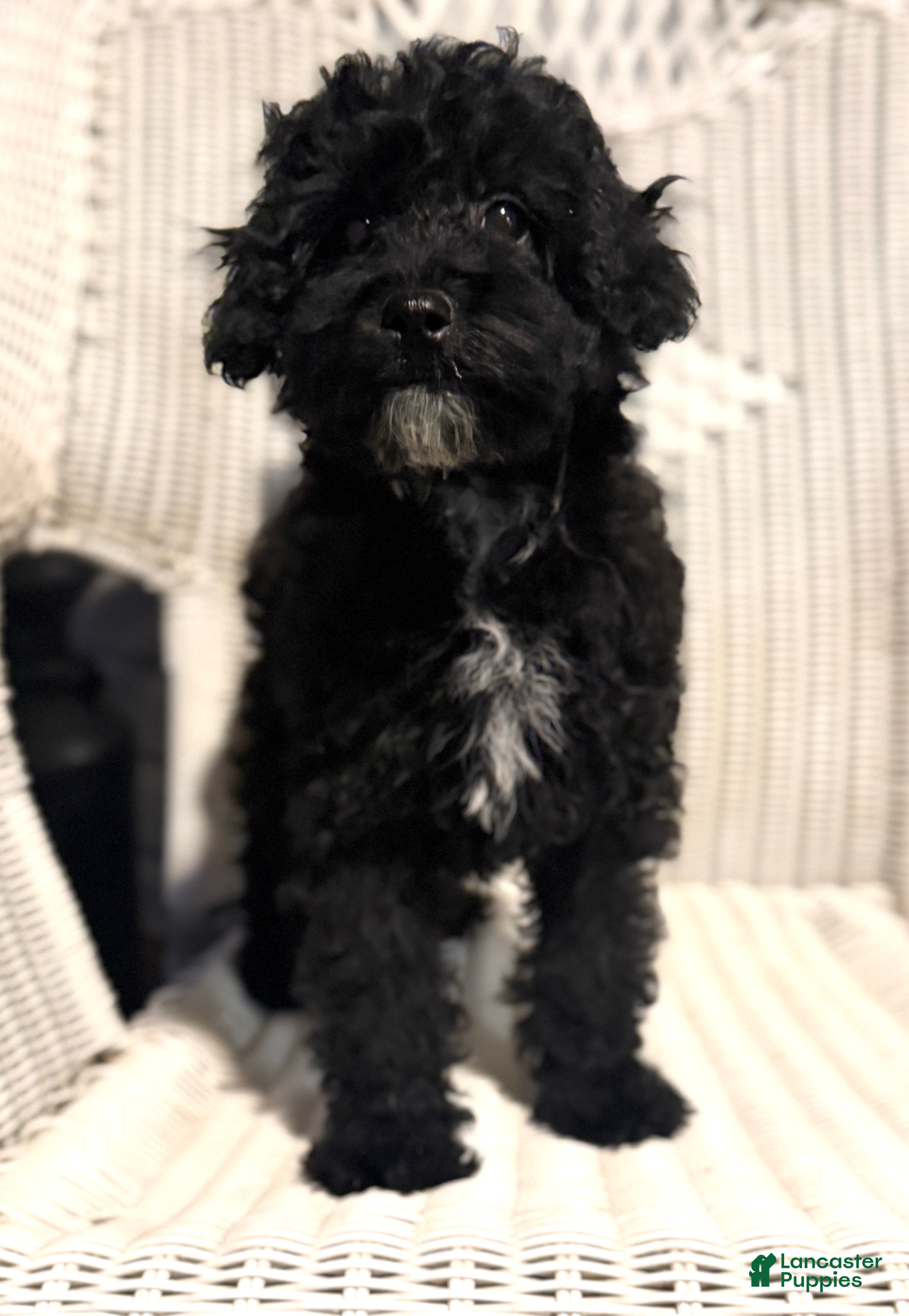Maltipoo dogs Nancy - Ad 1