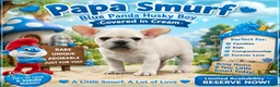 French Bulldog dogs for sale: Papa Smurf - Ad 1