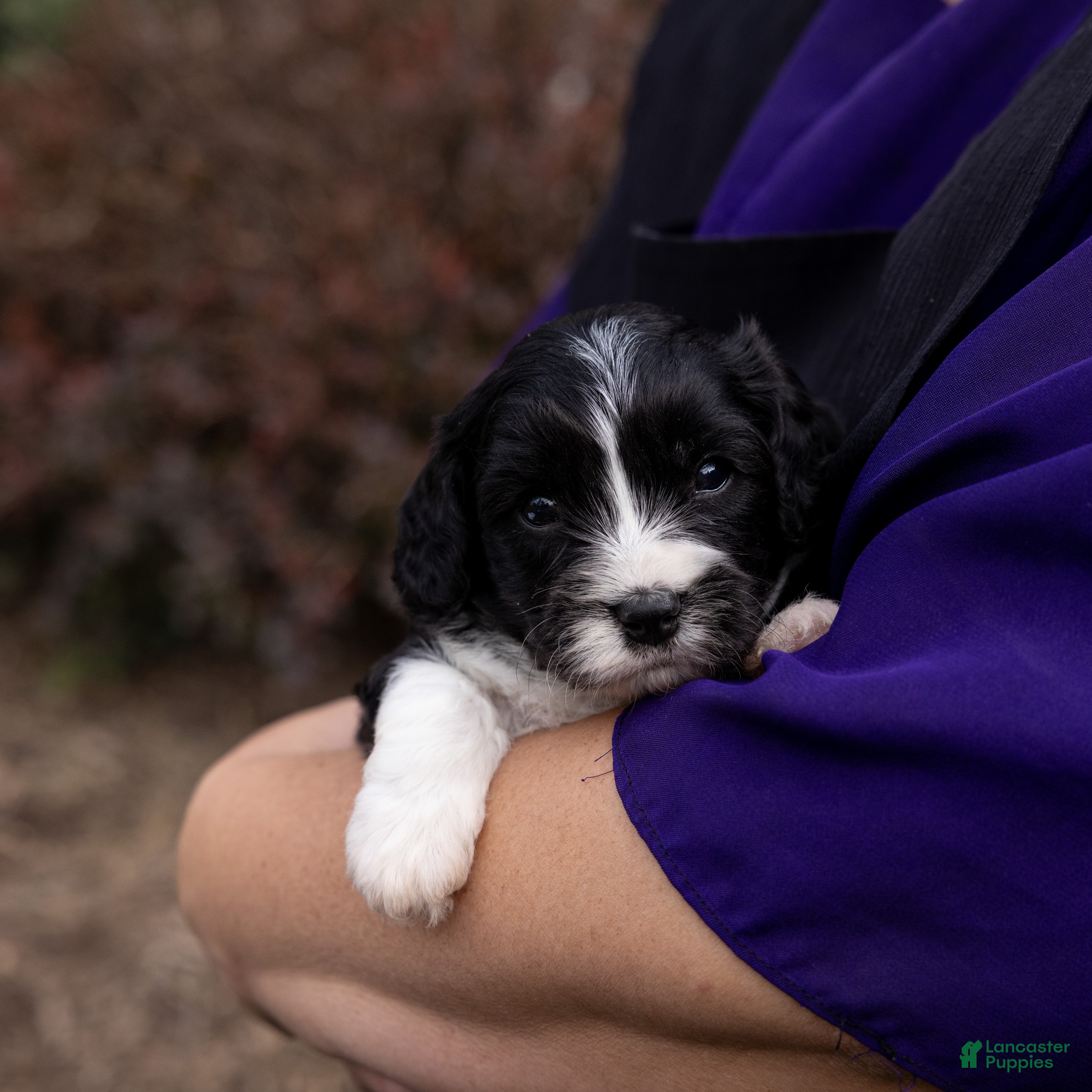 Cavachon dogs Coffee - Ad 2