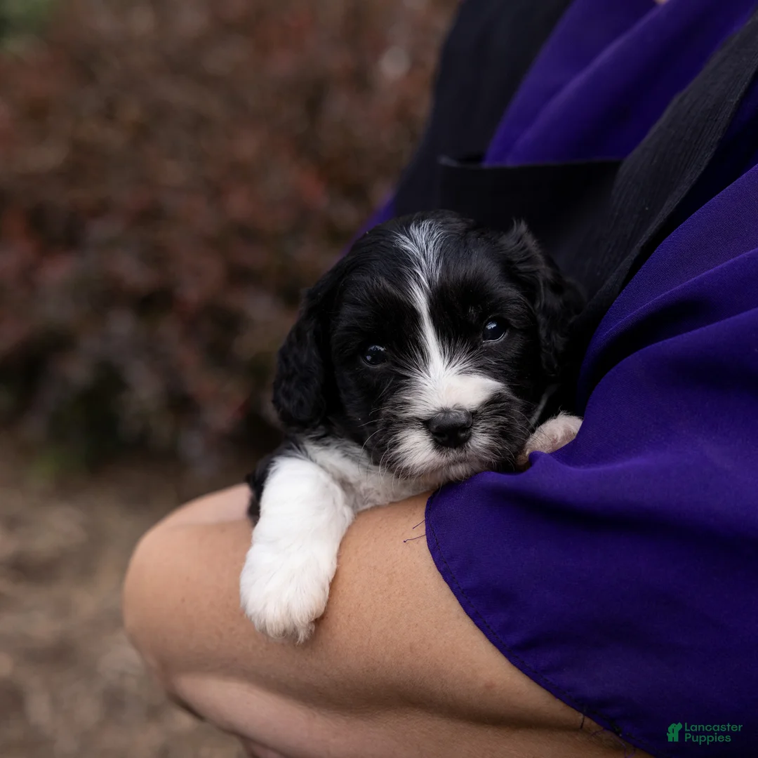 Cavachon dogs for sale: Coffee - Ad 2