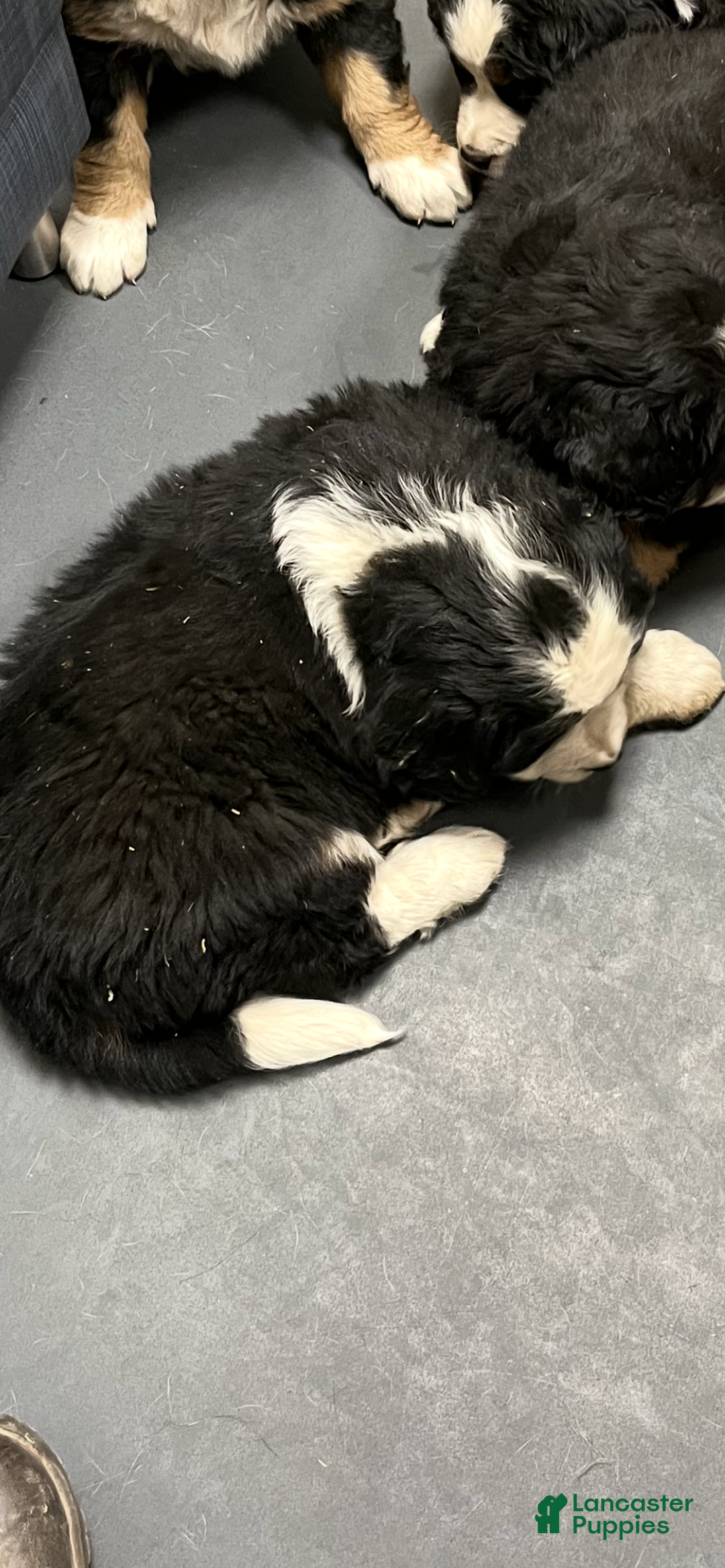 Bernese Mountain Dog dogs for sale: Bernese Mountain Dog Puppy 2 - Ad 3