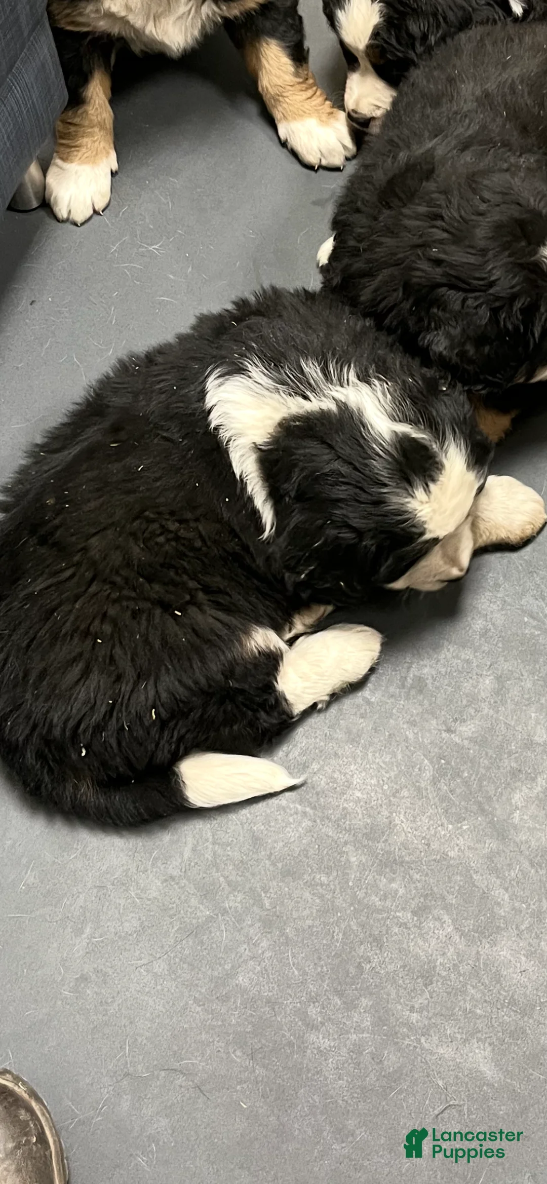 Bernese Mountain Dog dogs for sale: Bernese Mountain Dog Puppy 2 - Ad 3