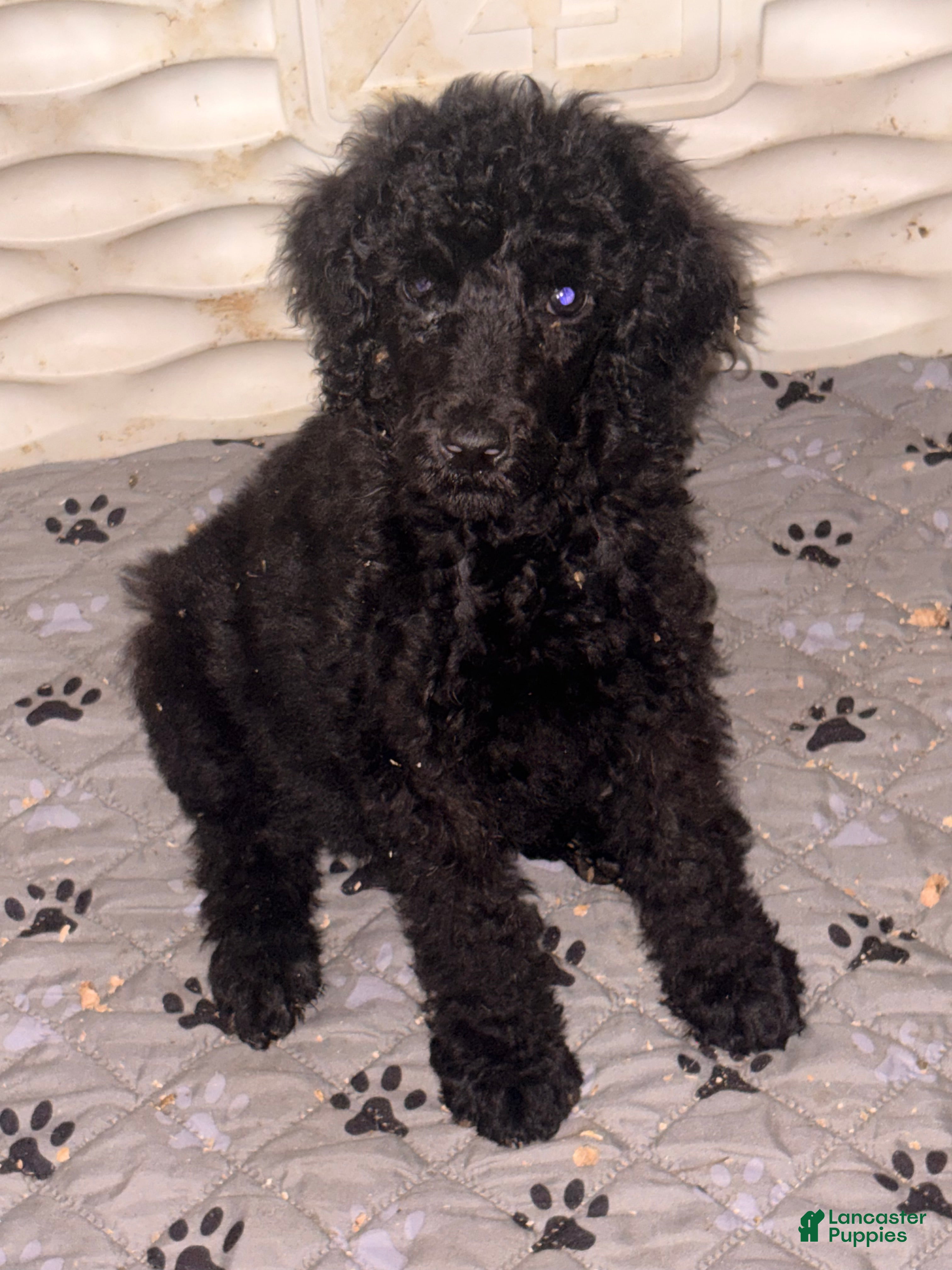 Standard Poodle dogs for sale: Standard Poodle 1 - Ad 1