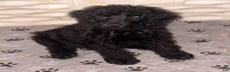 Standard Poodle dogs for sale: Standard Poodle 1 - Ad 1