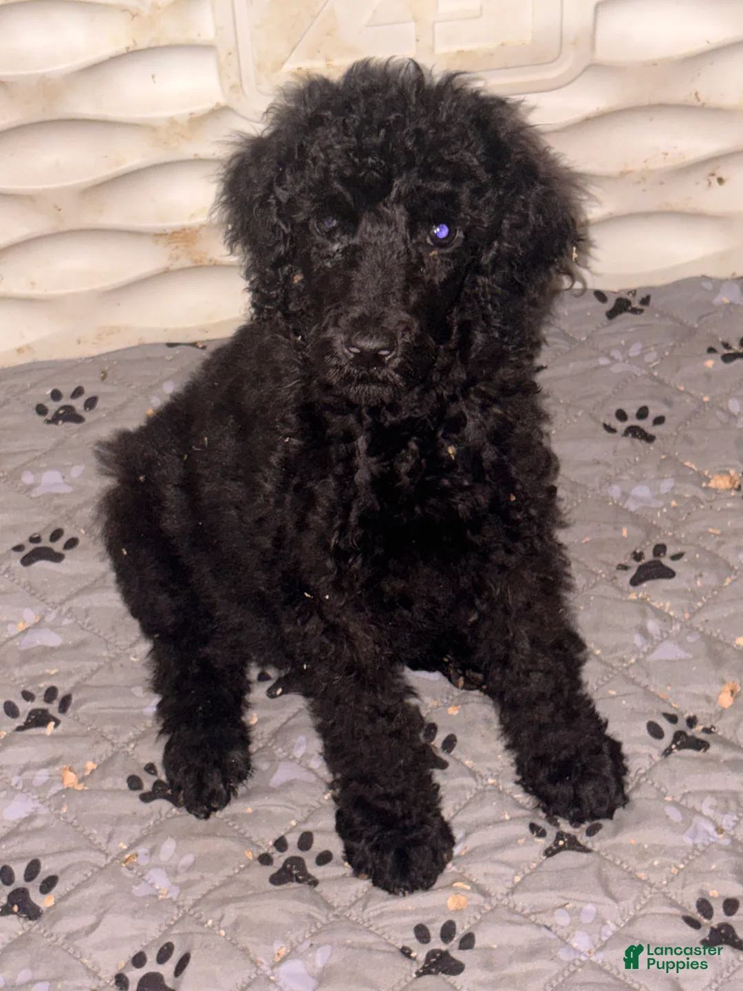 Standard Poodle dogs for sale: Standard Poodle 1 - Ad 1