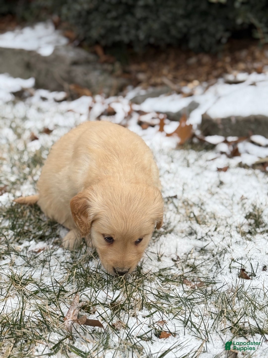 Golden Retriever dogs for sale: Sandy - Ad 4