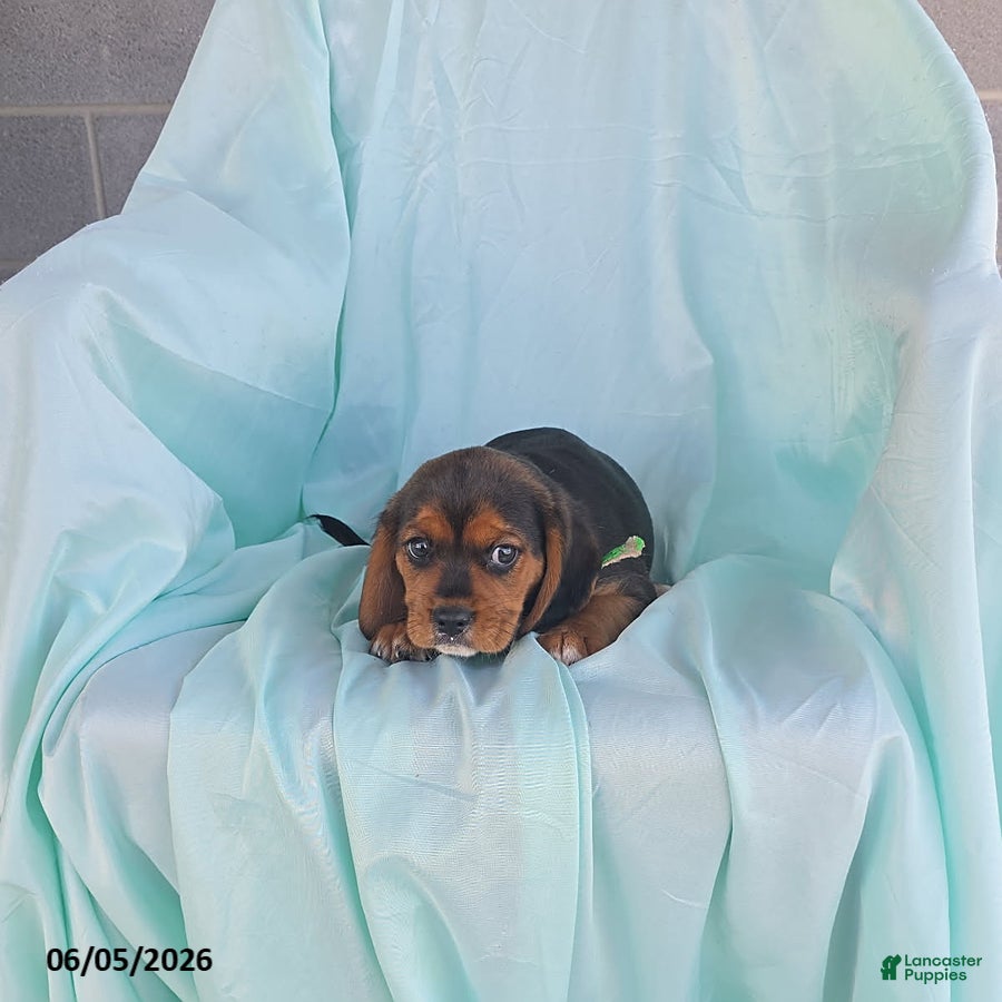 Beaglier dogs Lucky - Ad 2