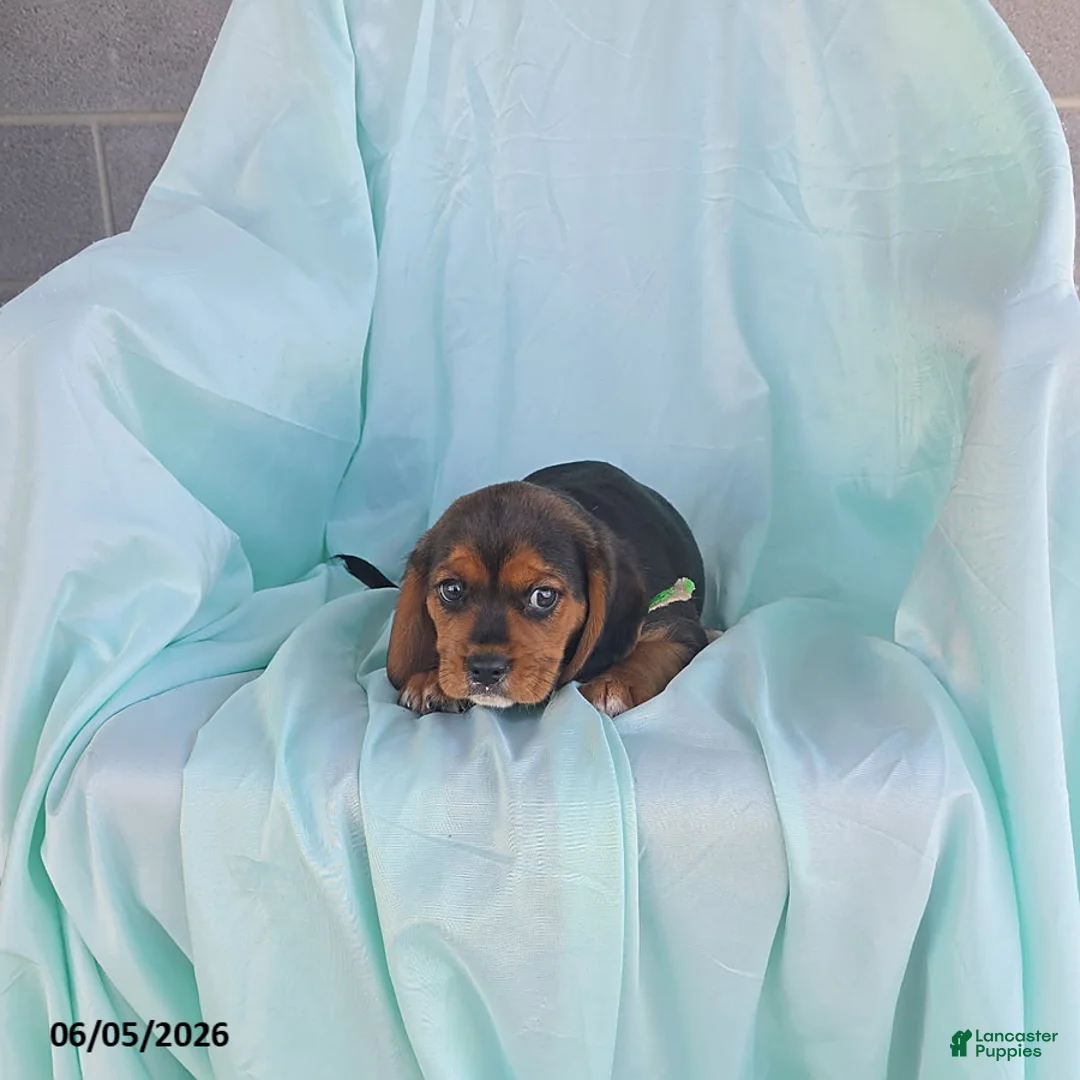 Beaglier dogs for sale: Lucky - Ad 2
