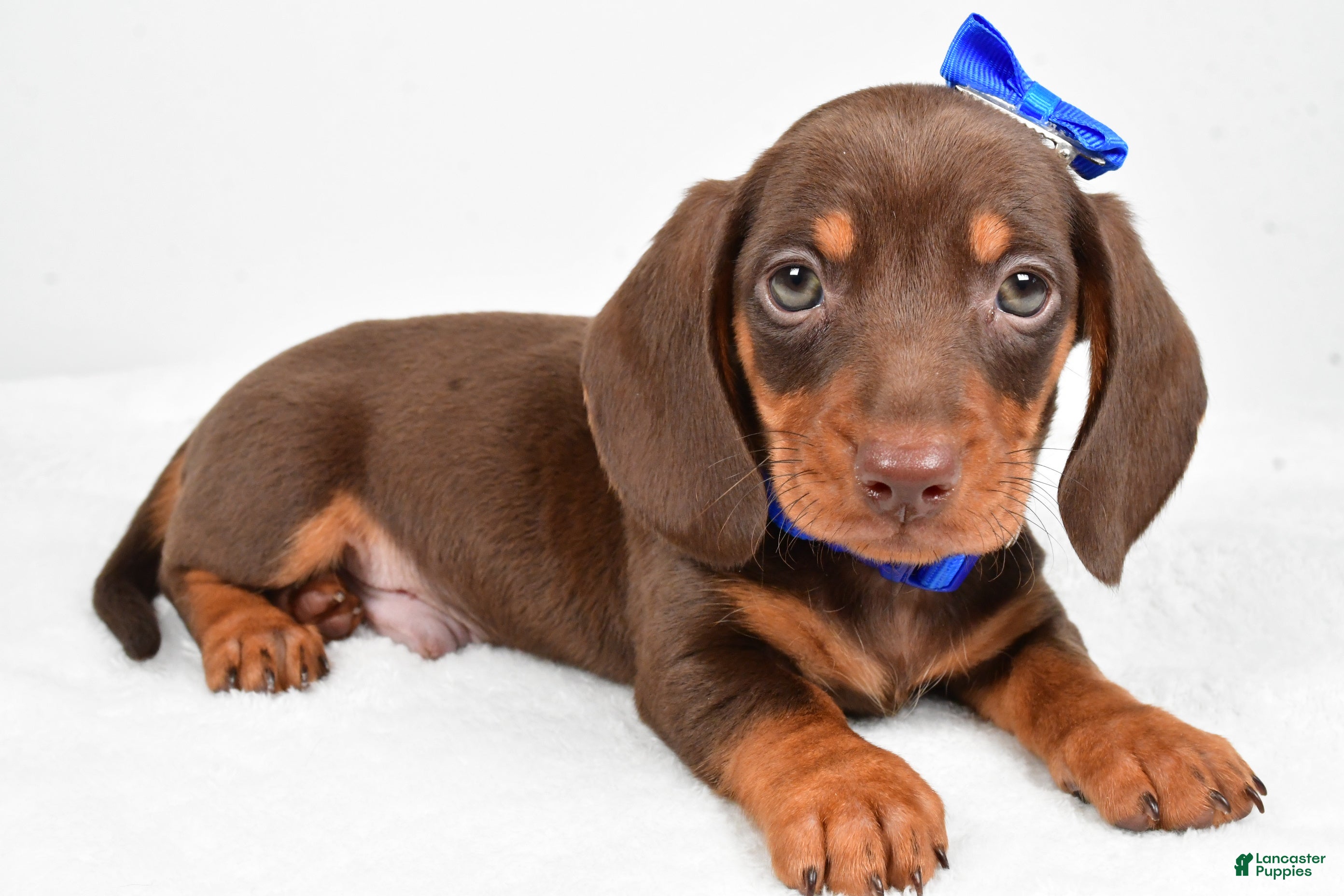Miniature Dachshund dogs Teddy - Ad 1