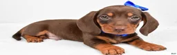 Miniature Dachshund dogs for sale: Teddy - Ad 1