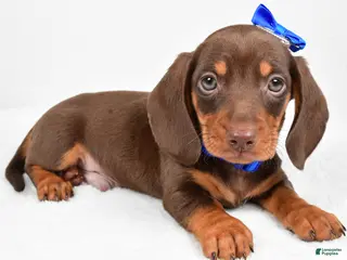 Miniature Dachshund dogs Teddy - Ad 1