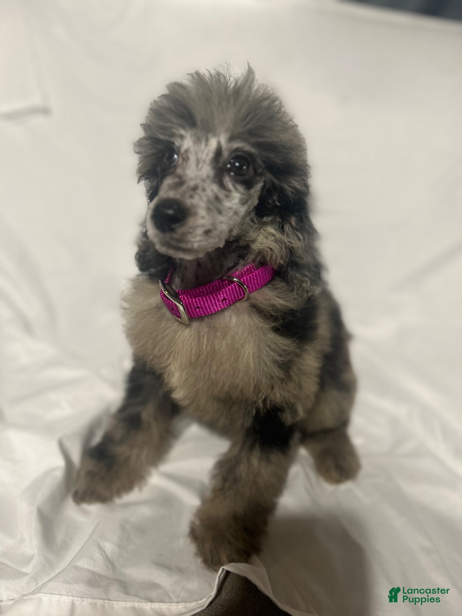 Standard Poodle dogs Standard Poodle Puppy 8 - Ad 2