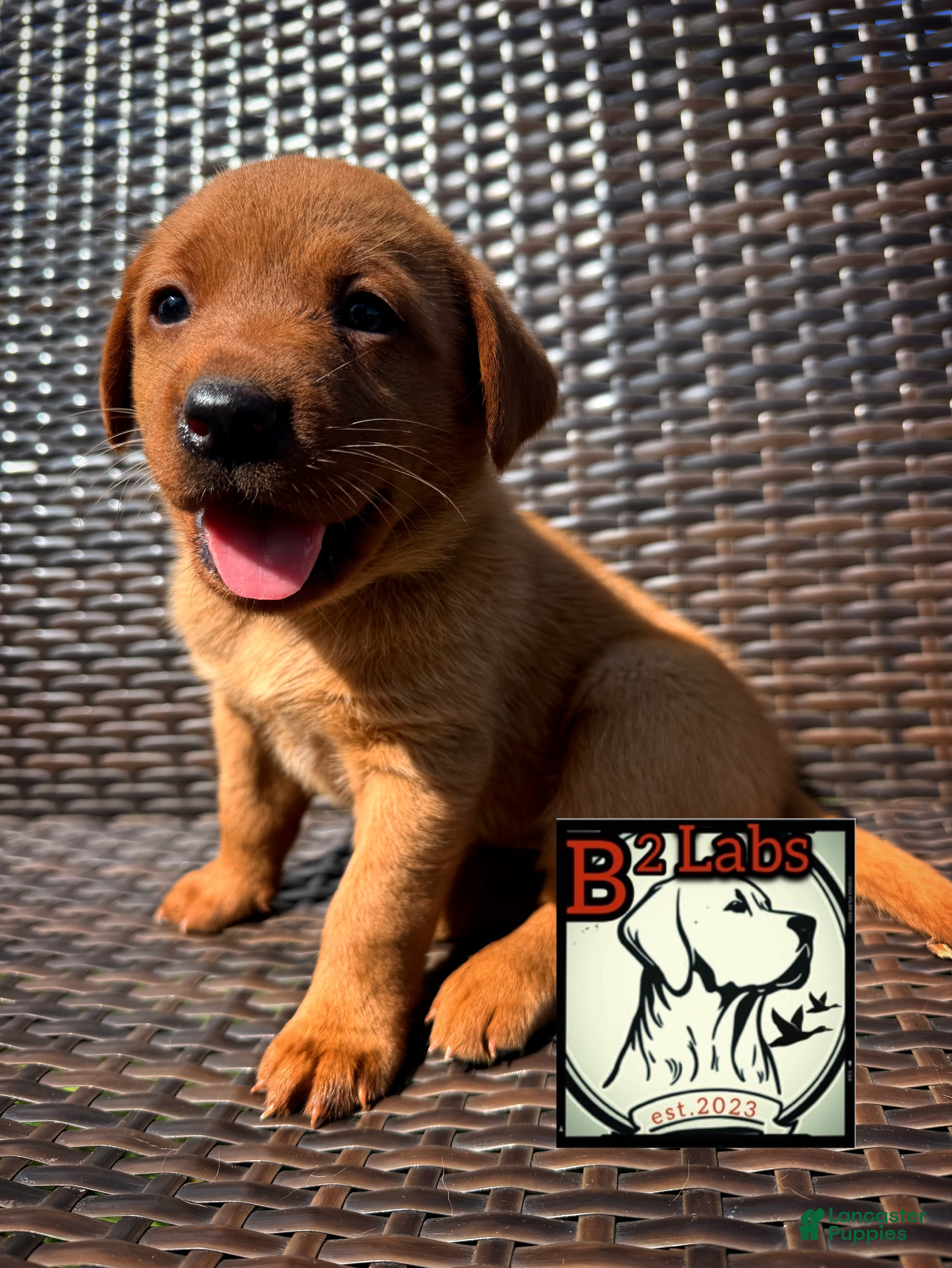Labrador Retriever dogs Bella - Ad 1