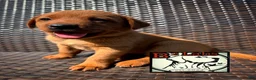 Labrador Retriever dogs for sale: Bella - Ad 1