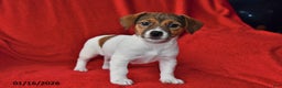 Jack Russell Terrier dogs for sale: Roxy - Ad 1