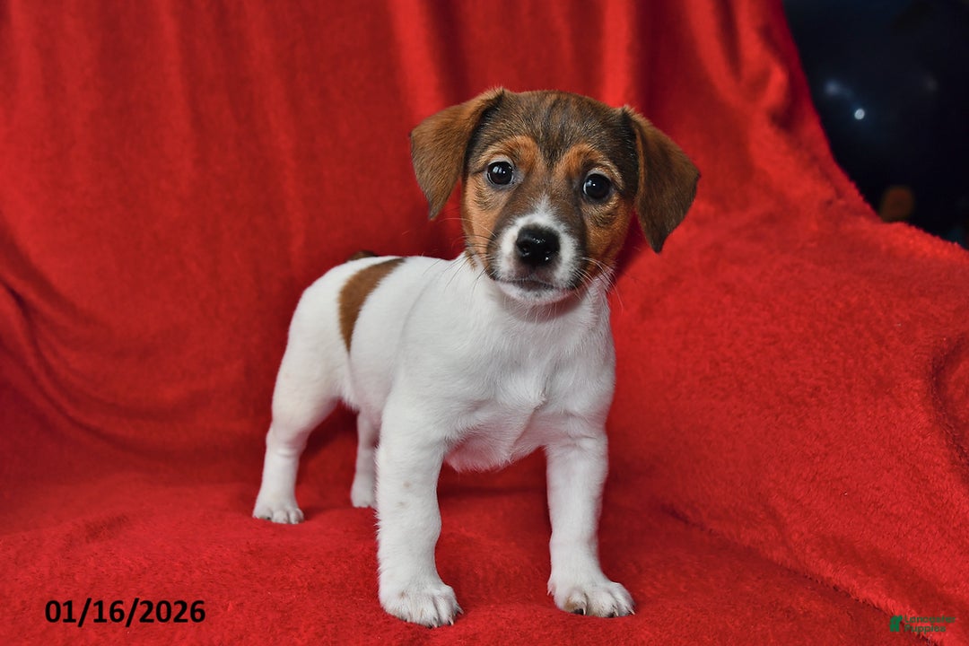 Jack Russell Terrier dogs for sale: Roxy - Ad 1