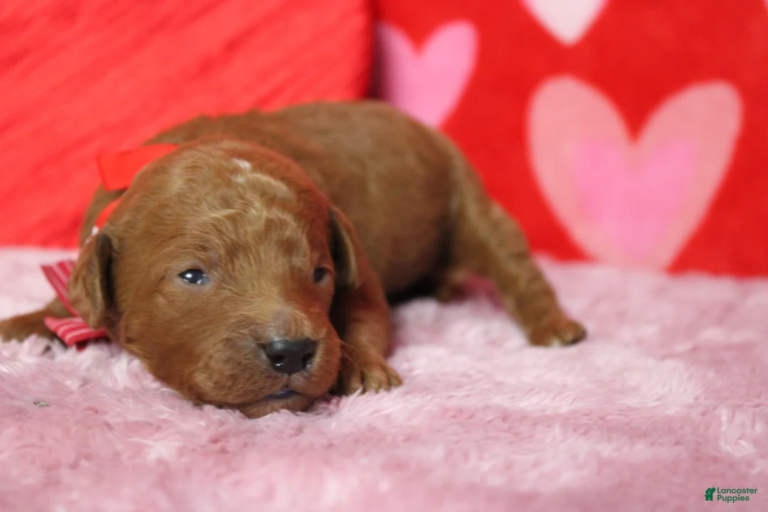 Goldendoodle dogs for sale: RC  - Ad 2