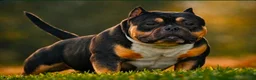 American Bully dogs for sale: American Bully  - Ad 6