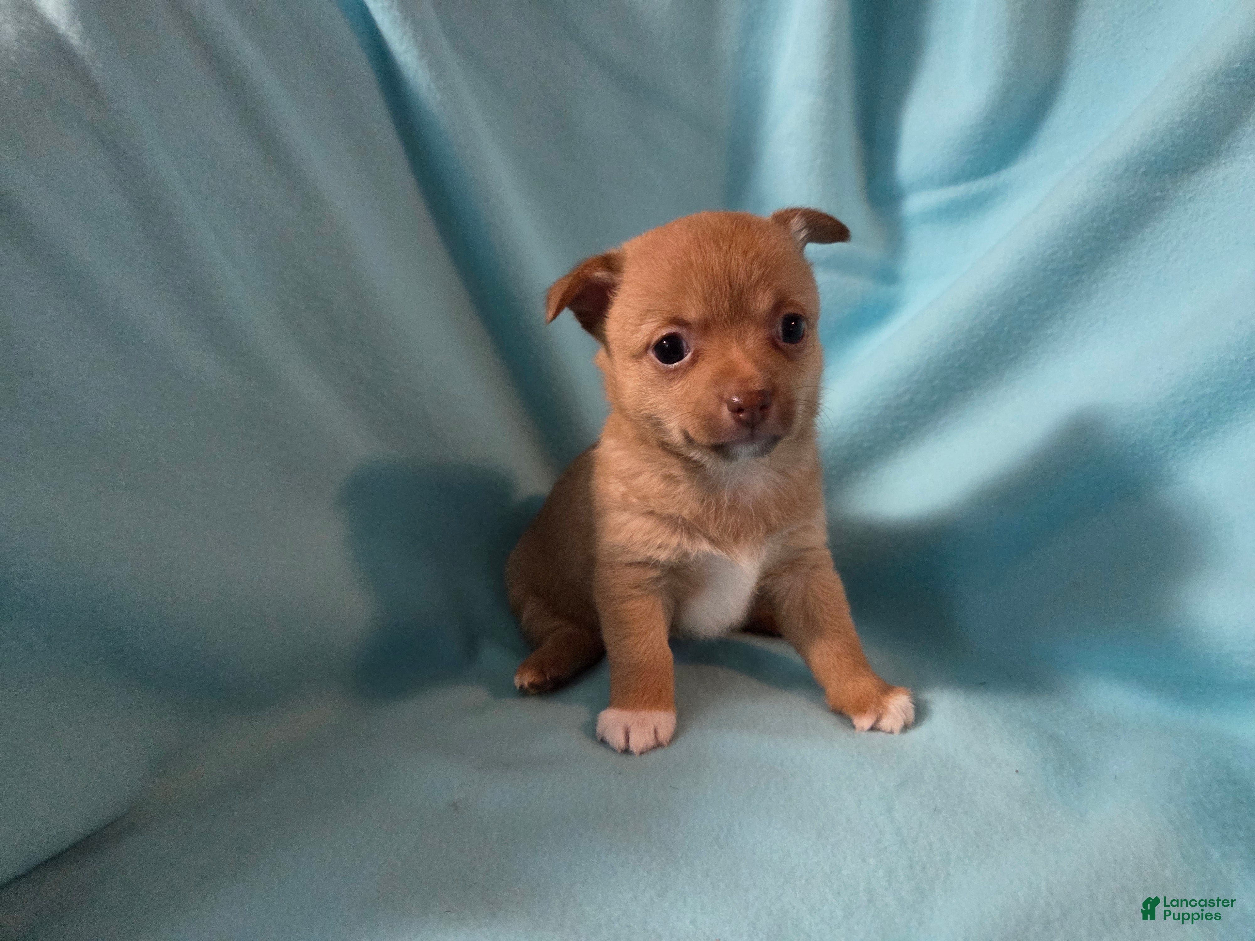 Chihuahua dogs Chihuahua Puppy 1 - Ad 6