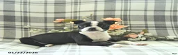 Boston Terrier dogs for sale: Tulip - Ad 3