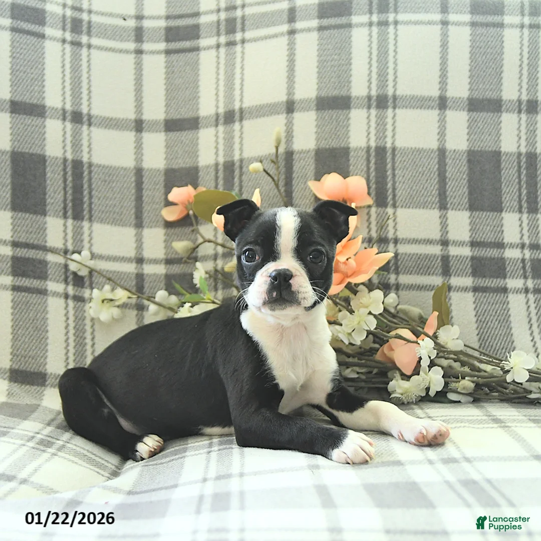 Boston Terrier dogs for sale: Tulip - Ad 3