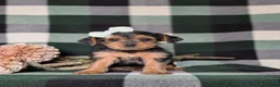 Yorkiepoo dogs for sale: Kalima - Ad 3