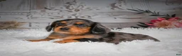 Miniature Dachshund dogs for sale: AKC-Hudson - Ad 5
