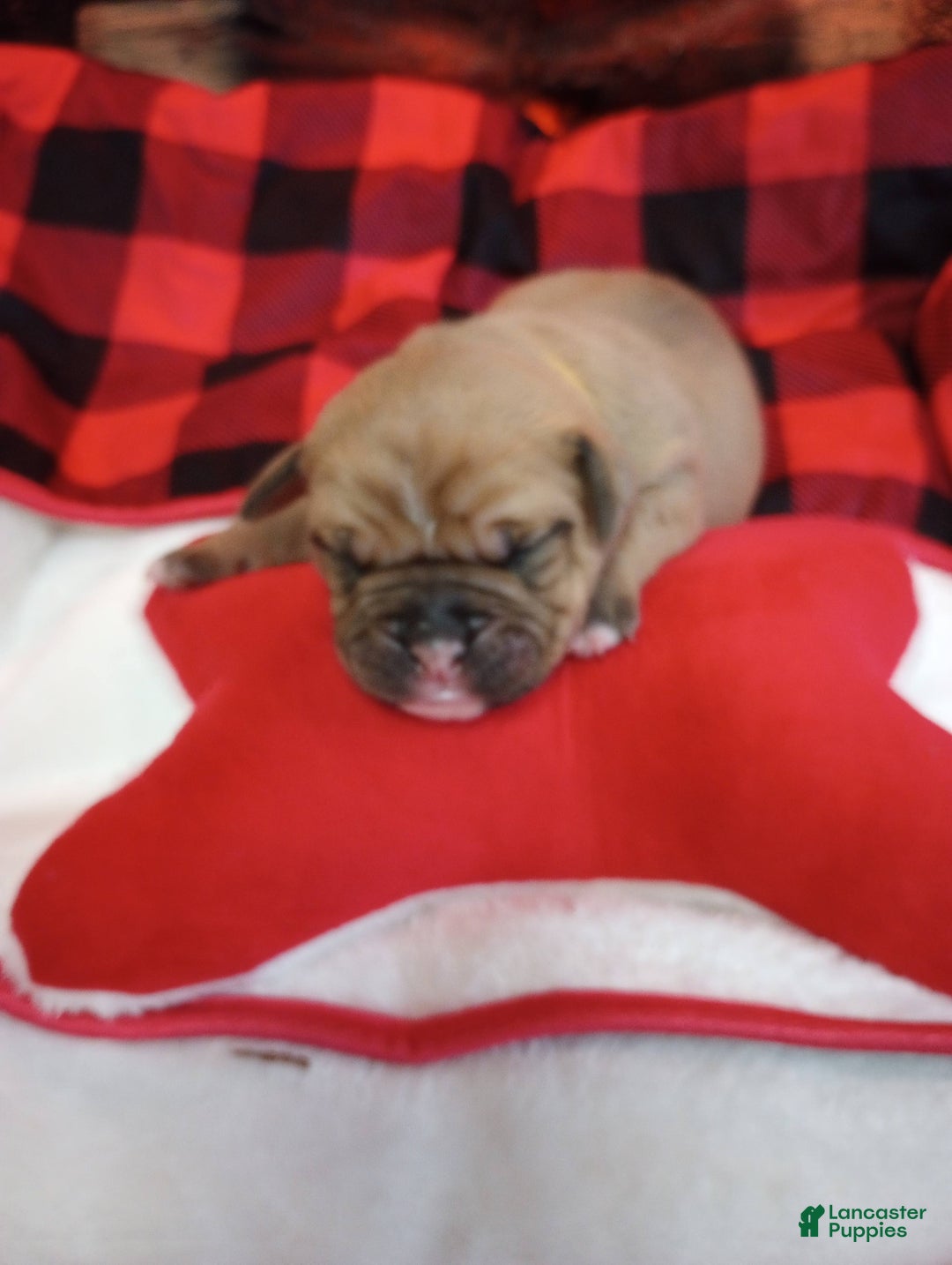 Olde English Bulldogge dogs for sale: Olde English Bulldogge Puppy 2 - Ad 2