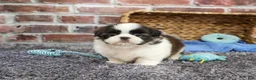 Shih Tzu dogs for sale: Arlo - Ad 5