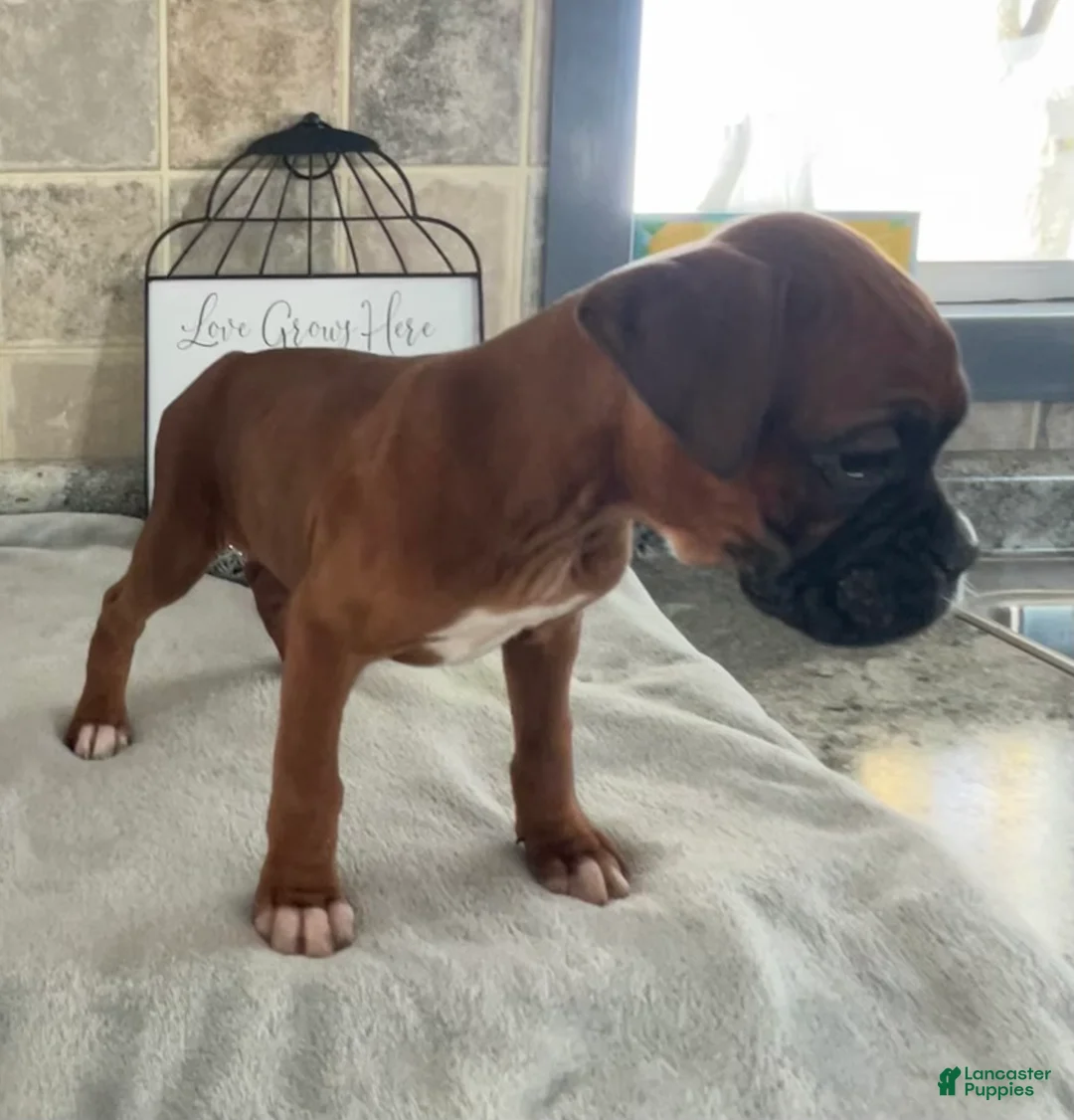 Boxer dogs for sale: Lindsay - Ad 4
