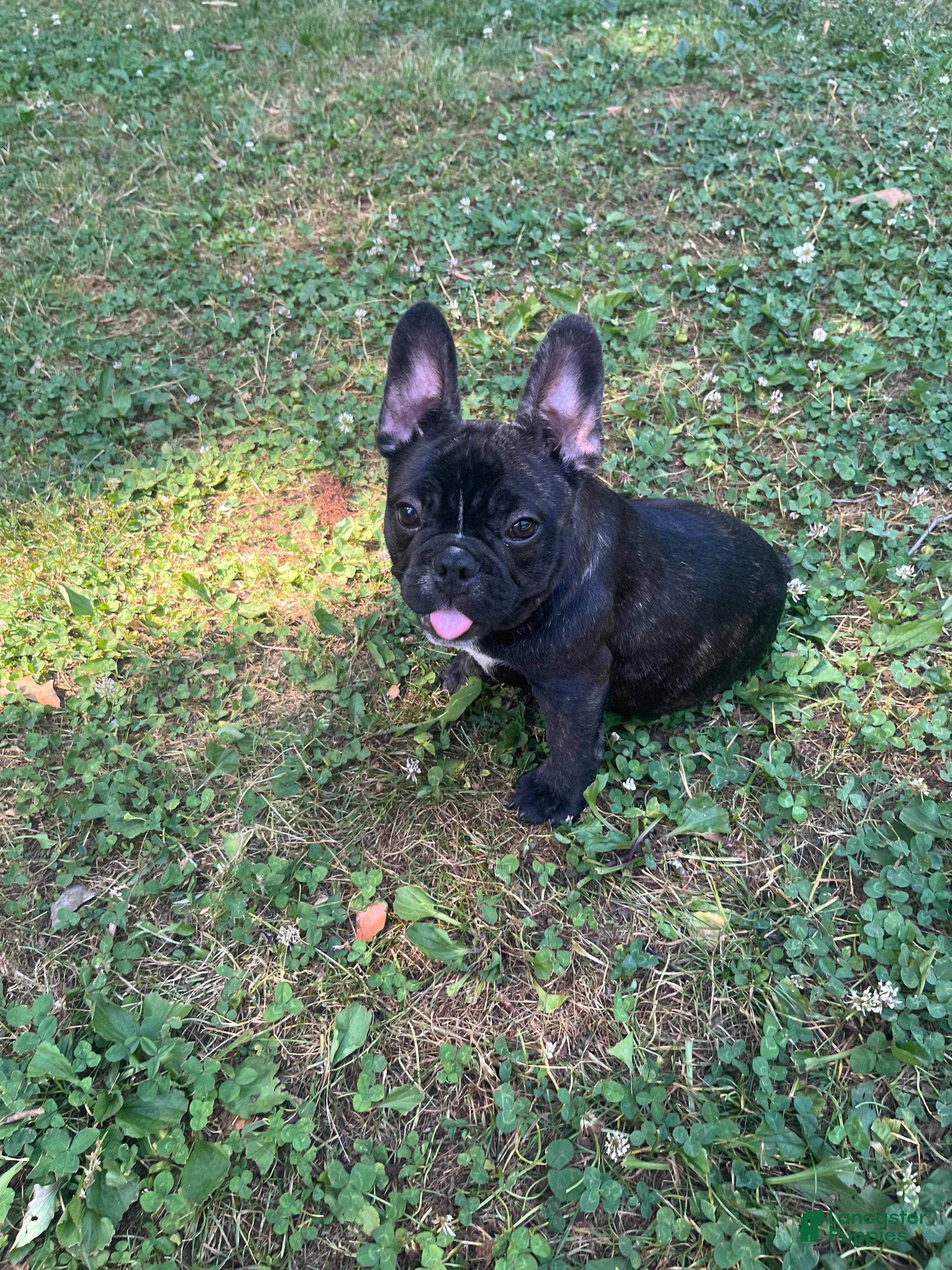 French Bulldog dogs French Bulldog Puppy 5 - Ad 2