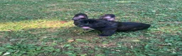 French Bulldog dogs for sale: French Bulldog Puppy 5 - Ad 2