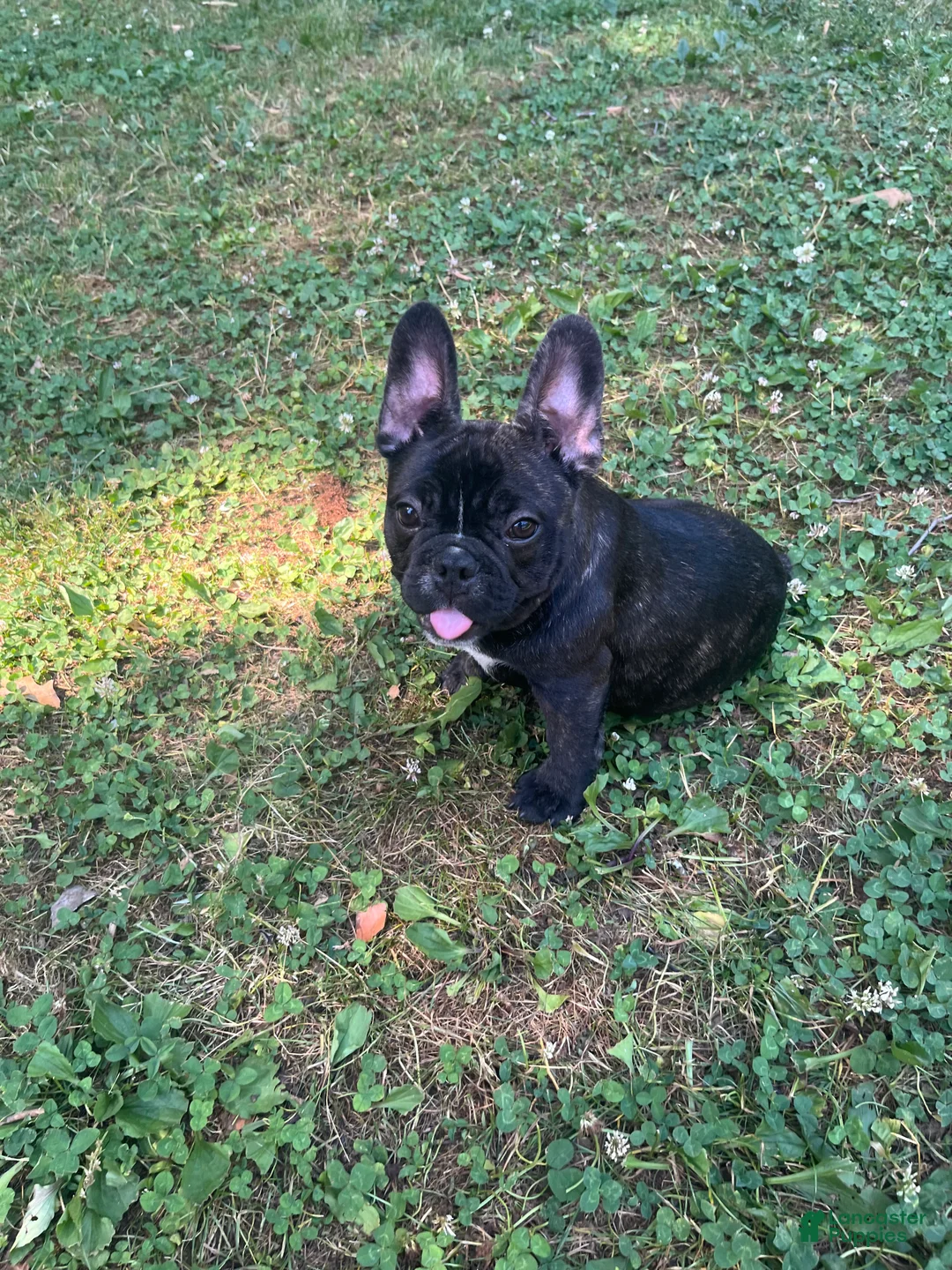 French Bulldog dogs for sale: French Bulldog Puppy 5 - Ad 2