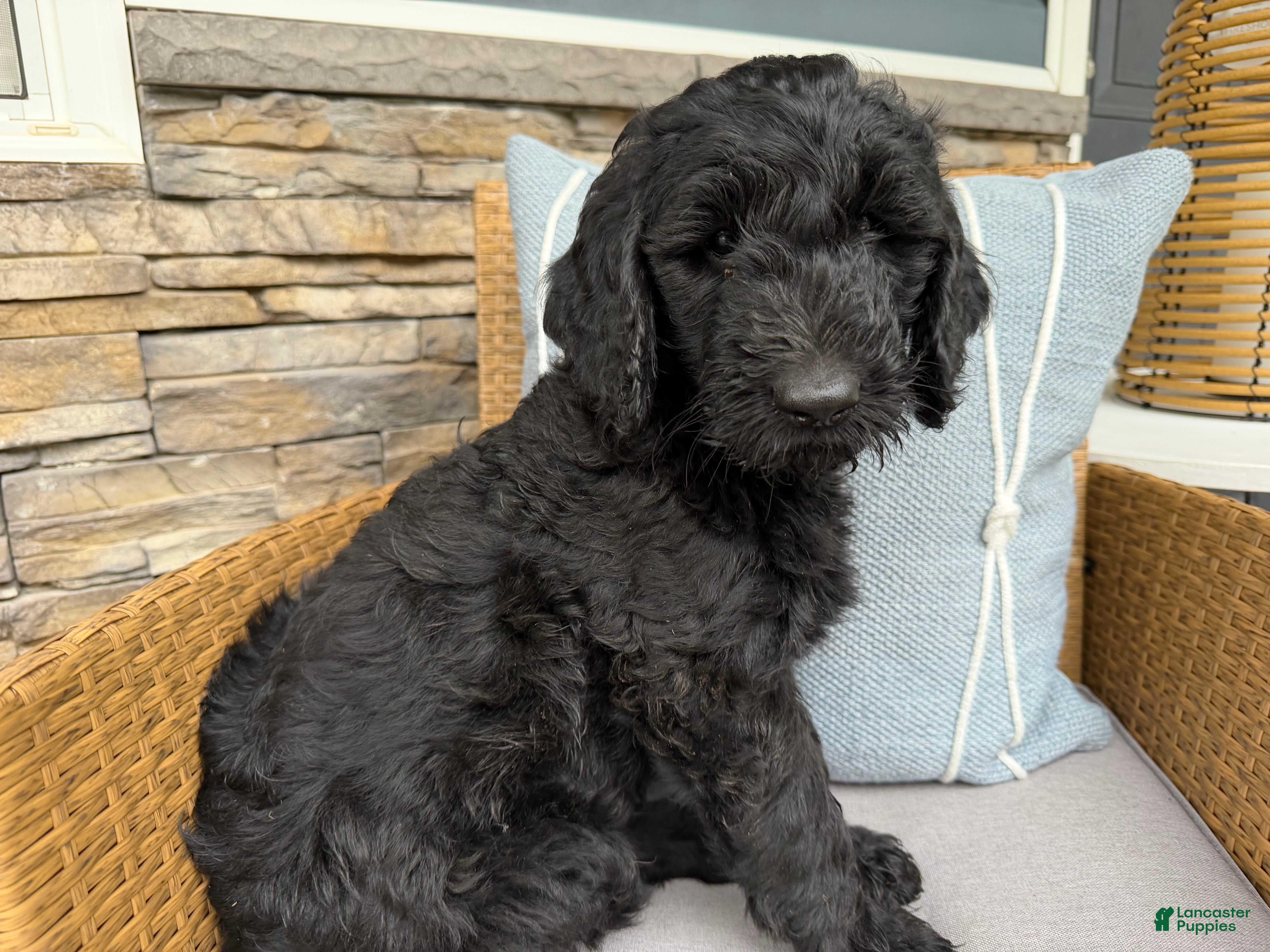 Goldendoodle dogs for sale: Avocado  - Ad 1