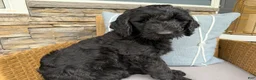 Goldendoodle dogs for sale: Avocado  - Ad 1