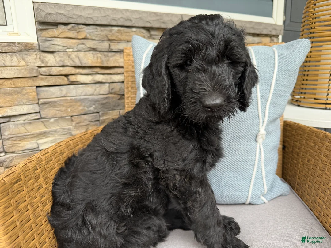 Goldendoodle dogs for sale: Avocado  - Ad 1