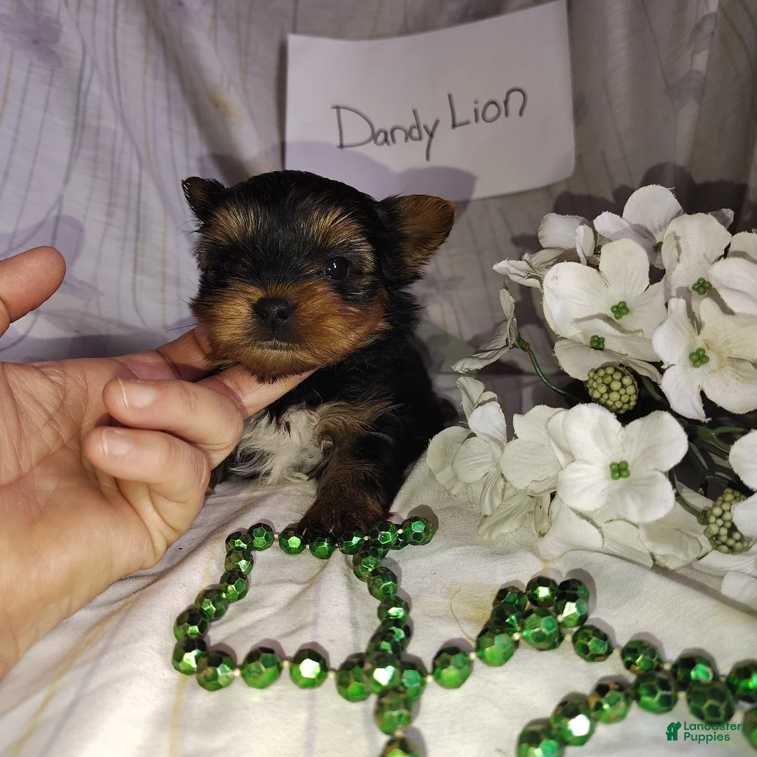 Yorkshire Terrier dogs for sale: Dandelion - Ad 3
