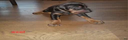 Doberman Pinscher dogs for sale: Axel - Ad 1